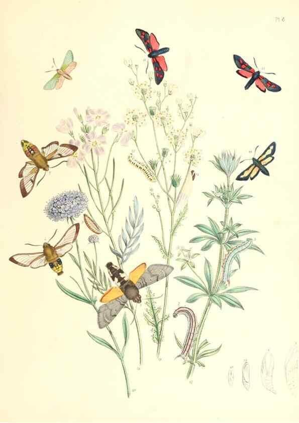Reproducción/Reproduction 9213759887: British moths and their transformations.. London :W. Smith,1843-45.