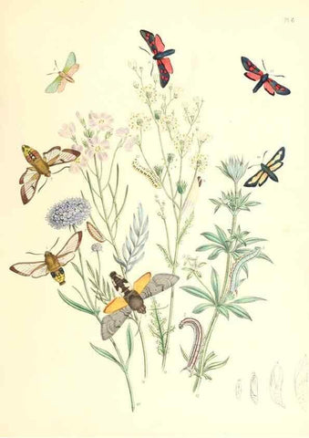Reproducción/Reproduction 9213759887: British moths and their transformations.. London :W. Smith,1843-45.