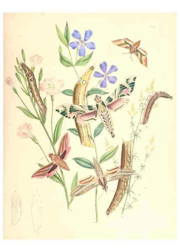 Reproducción/Reproduction 9216533710: British moths and their transformations.. London :W. Smith,1843-45.