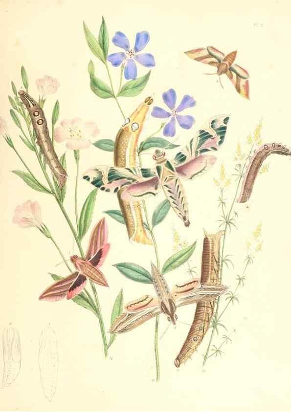 Reproducción/Reproduction 9216533710: British moths and their transformations.. London :W. Smith,1843-45.