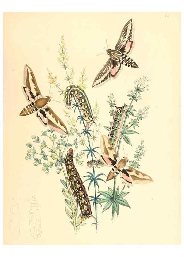 Reproducción/Reproduction 9216532466: British moths and their transformations.. London :W. Smith,1843-45.