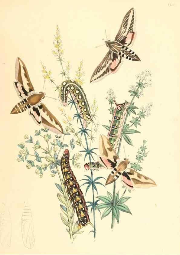 Reproducción/Reproduction 9216532466: British moths and their transformations.. London :W. Smith,1843-45.