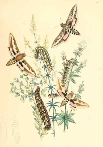 Reproducción/Reproduction 9216532466: British moths and their transformations.. London :W. Smith,1843-45.