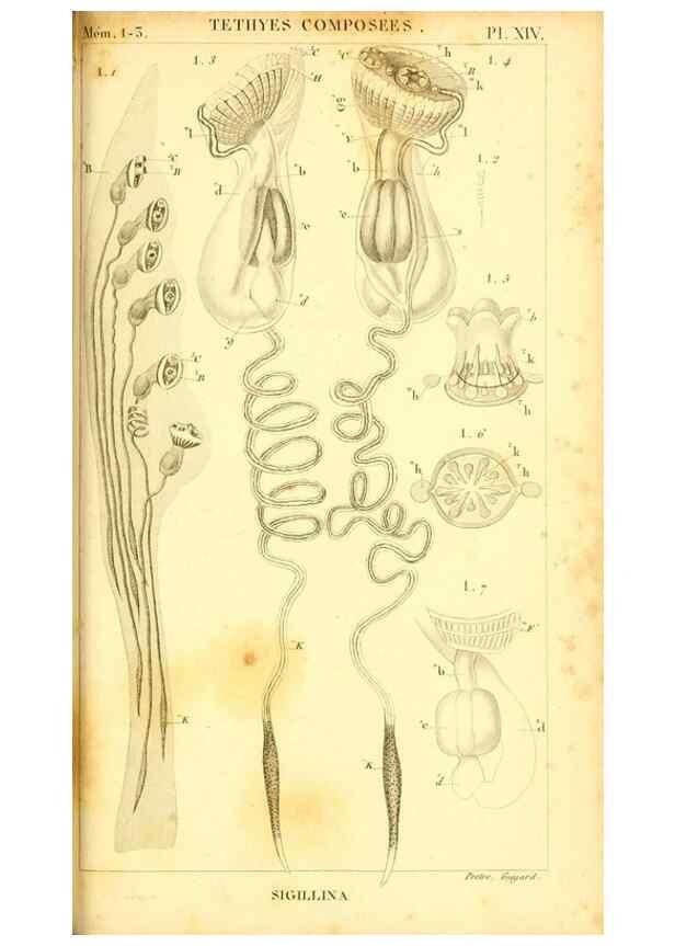 Reproducción/Reproduction 9190226595: Mémoires sur les animaux sans vertèbres /. Paris :G. Dufour,1816.