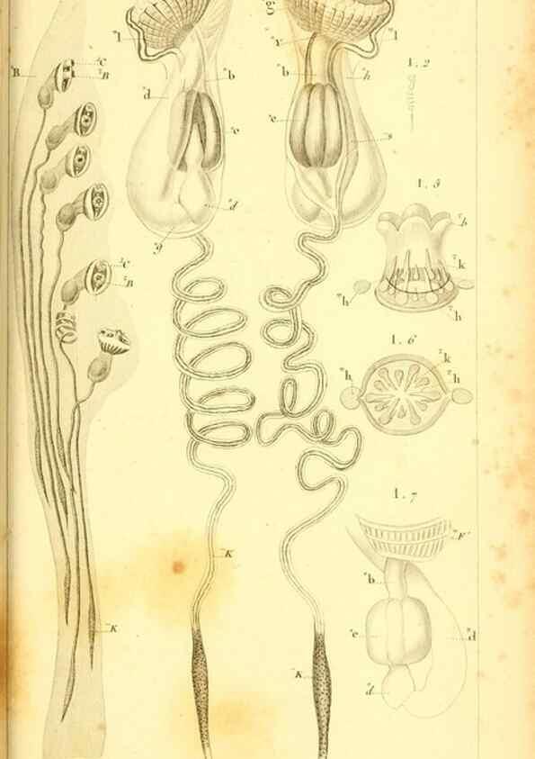 Reproducción/Reproduction 9190226595: Mémoires sur les animaux sans vertèbres /. Paris :G. Dufour,1816.