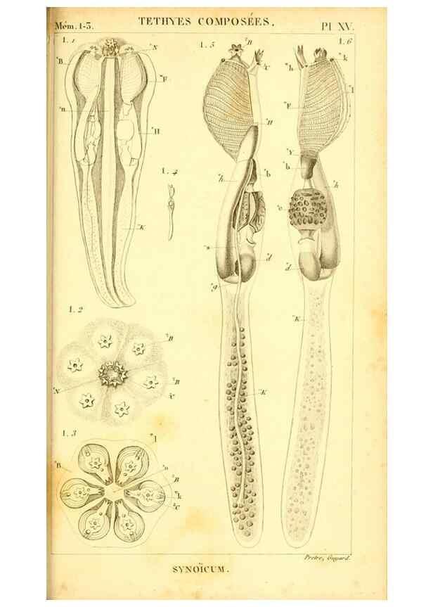 Reproducción/Reproduction 9193026008: Mémoires sur les animaux sans vertèbres /. Paris :G. Dufour,1816.