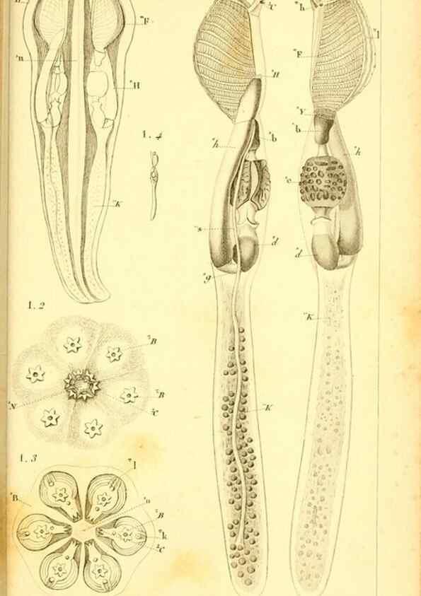 Reproducción/Reproduction 9193026008: Mémoires sur les animaux sans vertèbres /. Paris :G. Dufour,1816.