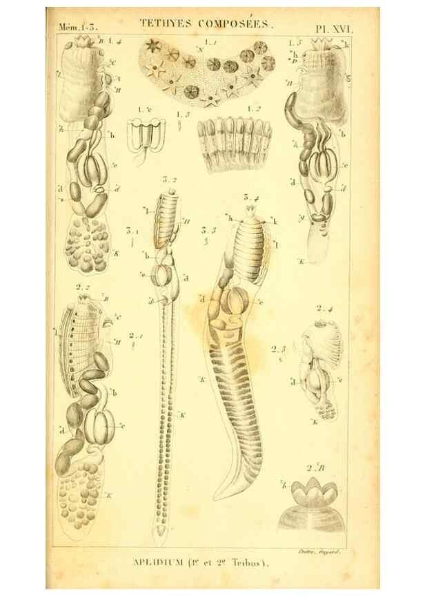 Reproducción/Reproduction 9193027410: Mémoires sur les animaux sans vertèbres /. Paris :G. Dufour,1816.