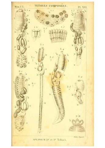 Reproducción/Reproduction 9193027410: Mémoires sur les animaux sans vertèbres /. Paris :G. Dufour,1816.