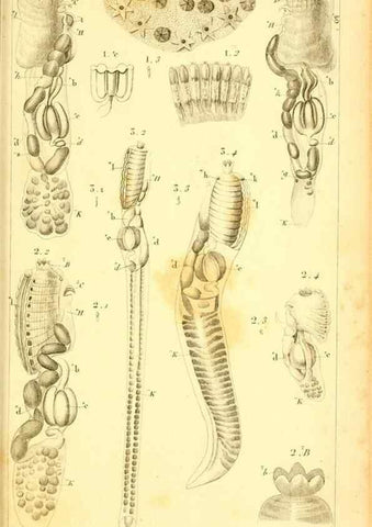 Reproducción/Reproduction 9193027410: Mémoires sur les animaux sans vertèbres /. Paris :G. Dufour,1816.