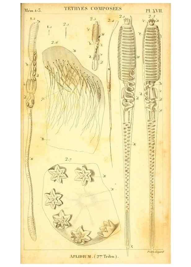 Reproducción/Reproduction 9190230745: Mémoires sur les animaux sans vertèbres /. Paris :G. Dufour,1816.