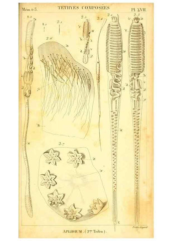 Reproducción/Reproduction 9190230745: Mémoires sur les animaux sans vertèbres /. Paris :G. Dufour,1816.