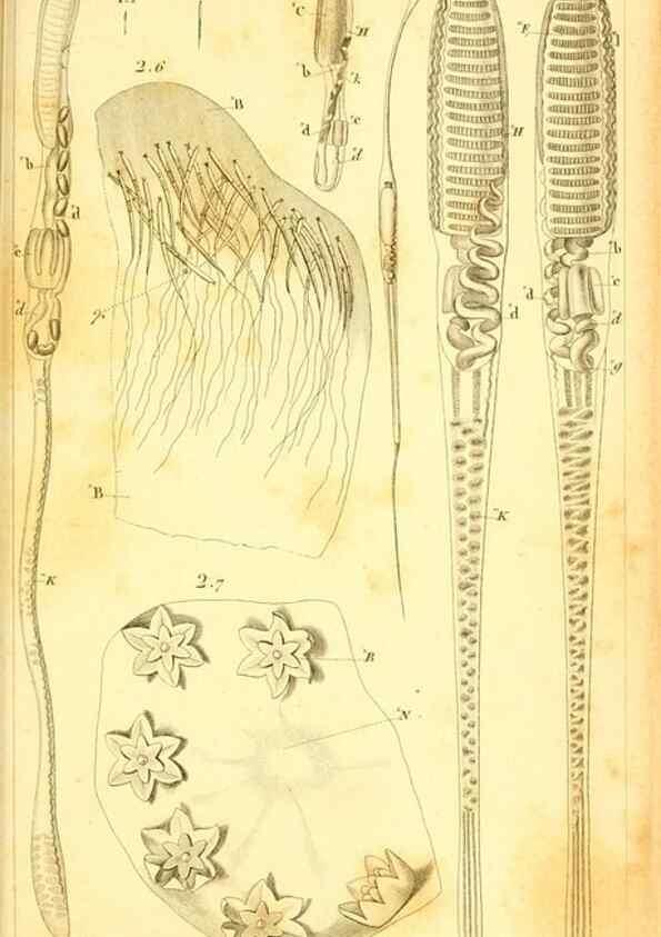 Reproducción/Reproduction 9190230745: Mémoires sur les animaux sans vertèbres /. Paris :G. Dufour,1816.