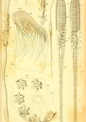 Reproducción/Reproduction 9190230745: Mémoires sur les animaux sans vertèbres /. Paris :G. Dufour,1816.