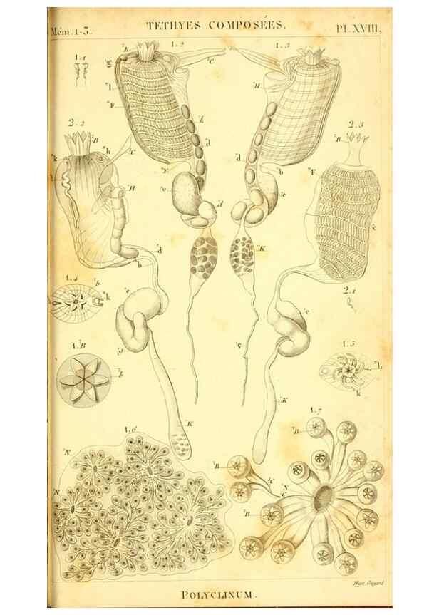Reproducción/Reproduction 9193030806: Mémoires sur les animaux sans vertèbres /. Paris :G. Dufour,1816.
