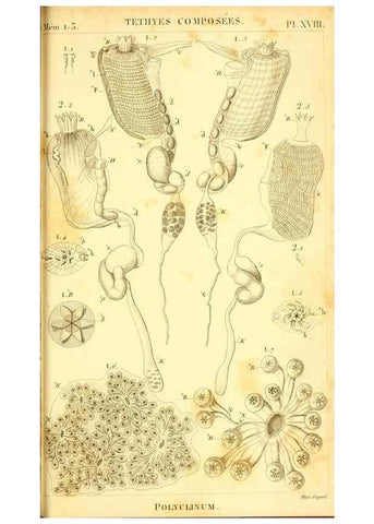 Reproducción/Reproduction 9193030806: Mémoires sur les animaux sans vertèbres /. Paris :G. Dufour,1816.