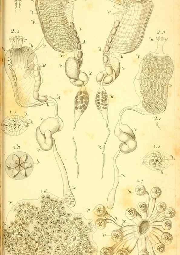 Reproducción/Reproduction 9193030806: Mémoires sur les animaux sans vertèbres /. Paris :G. Dufour,1816.