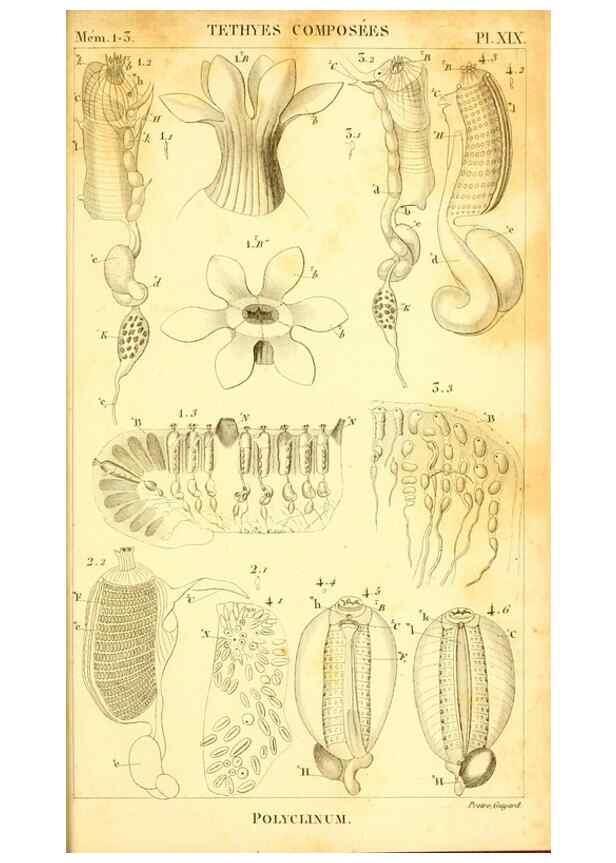 Reproducción/Reproduction 9190234409: Mémoires sur les animaux sans vertèbres /. Paris :G. Dufour,1816.