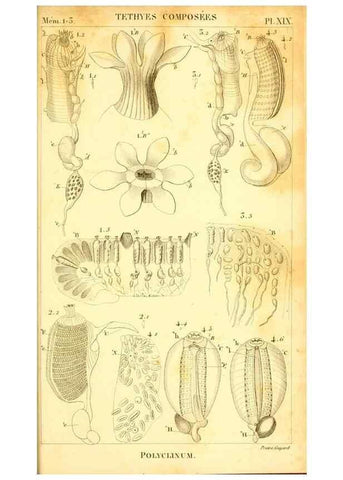 Reproducción/Reproduction 9190234409: Mémoires sur les animaux sans vertèbres /. Paris :G. Dufour,1816.
