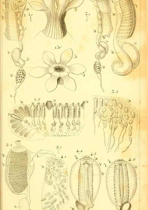 Reproducción/Reproduction 9190234409: Mémoires sur les animaux sans vertèbres /. Paris :G. Dufour,1816.