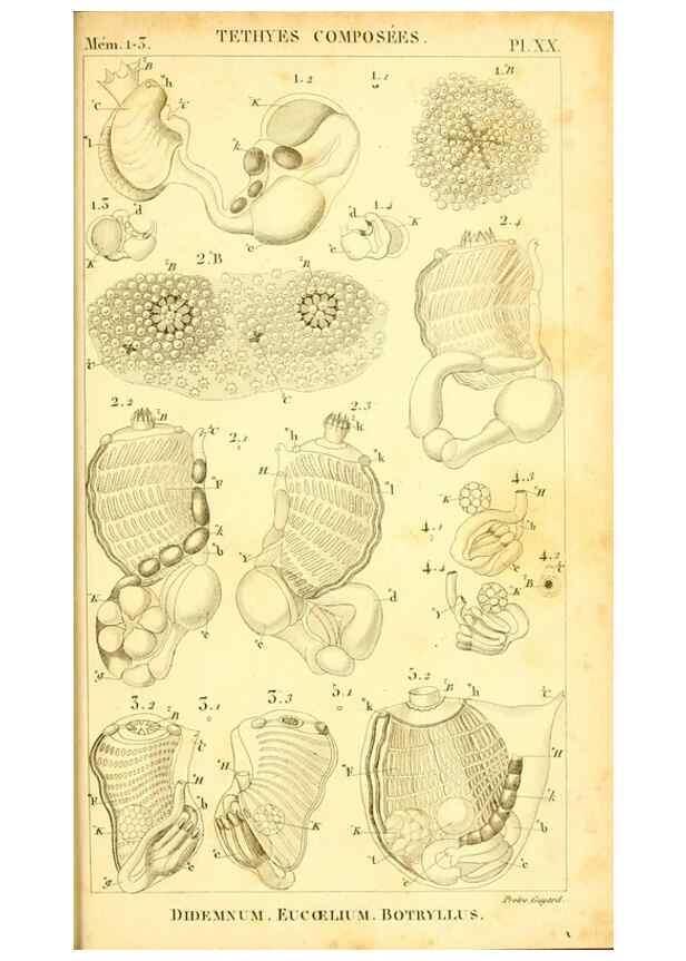 Reproducción/Reproduction 9190235797: Mémoires sur les animaux sans vertèbres /. Paris :G. Dufour,1816.