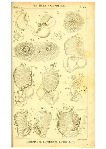 Reproducción/Reproduction 9190235797: Mémoires sur les animaux sans vertèbres /. Paris :G. Dufour,1816.