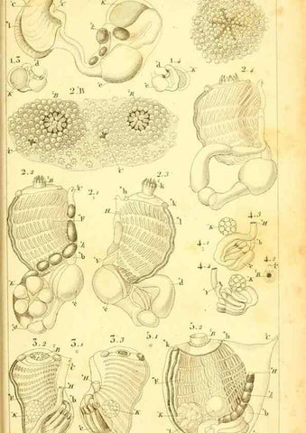 Reproducción/Reproduction 9190235797: Mémoires sur les animaux sans vertèbres /. Paris :G. Dufour,1816.