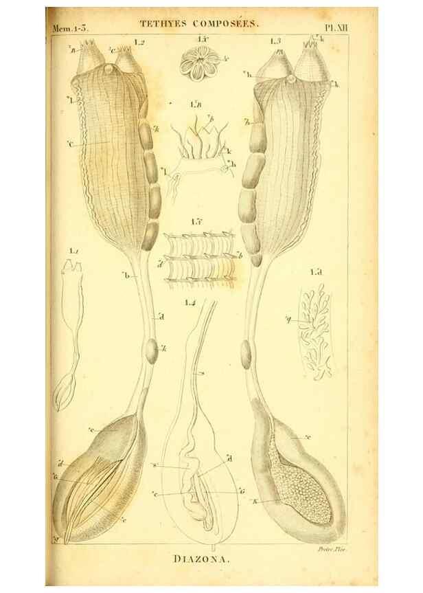 Reproducción/Reproduction 9193022060: Mémoires sur les animaux sans vertèbres /. Paris :G. Dufour,1816.