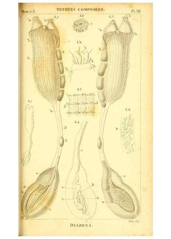 Reproducción/Reproduction 9193022060: Mémoires sur les animaux sans vertèbres /. Paris :G. Dufour,1816.