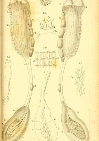 Reproducción/Reproduction 9193022060: Mémoires sur les animaux sans vertèbres /. Paris :G. Dufour,1816.