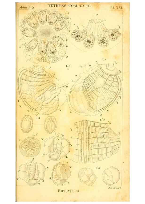 Reproducción/Reproduction 9193034962: Mémoires sur les animaux sans vertèbres /. Paris :G. Dufour,1816.