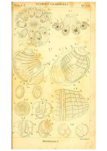 Reproducción/Reproduction 9193034962: Mémoires sur les animaux sans vertèbres /. Paris :G. Dufour,1816.