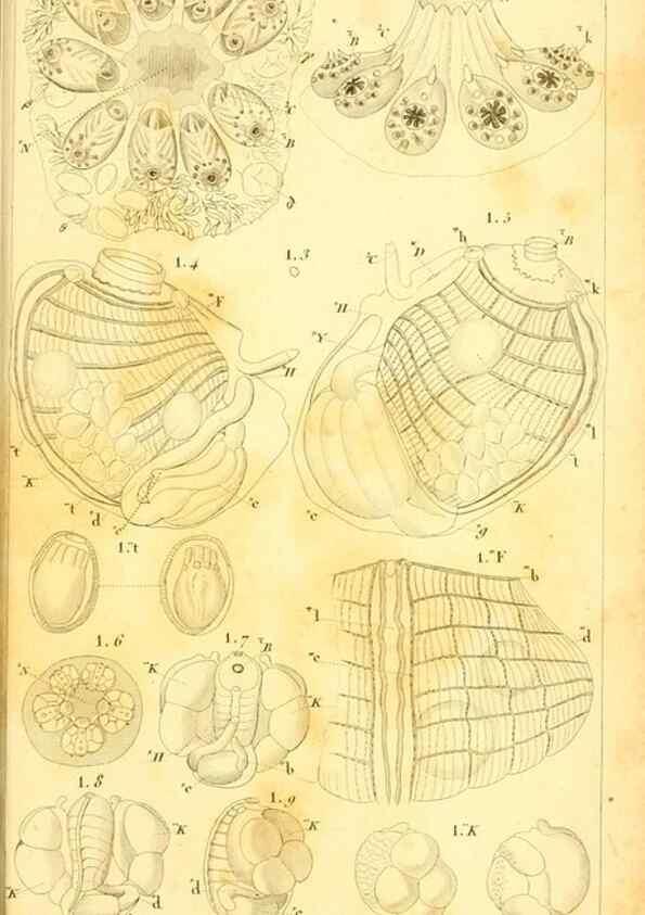 Reproducción/Reproduction 9193034962: Mémoires sur les animaux sans vertèbres /. Paris :G. Dufour,1816.