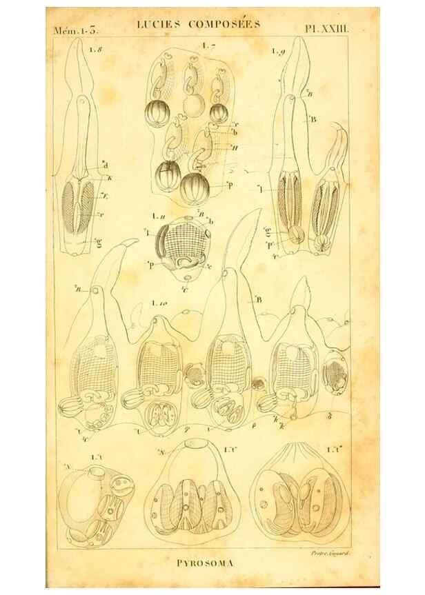 Reproducción/Reproduction 9193037790: Mémoires sur les animaux sans vertèbres /. Paris :G. Dufour,1816.