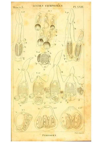 Reproducción/Reproduction 9193037790: Mémoires sur les animaux sans vertèbres /. Paris :G. Dufour,1816.
