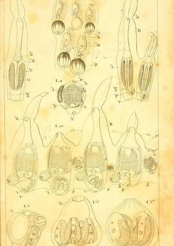Reproducción/Reproduction 9193037790: Mémoires sur les animaux sans vertèbres /. Paris :G. Dufour,1816.