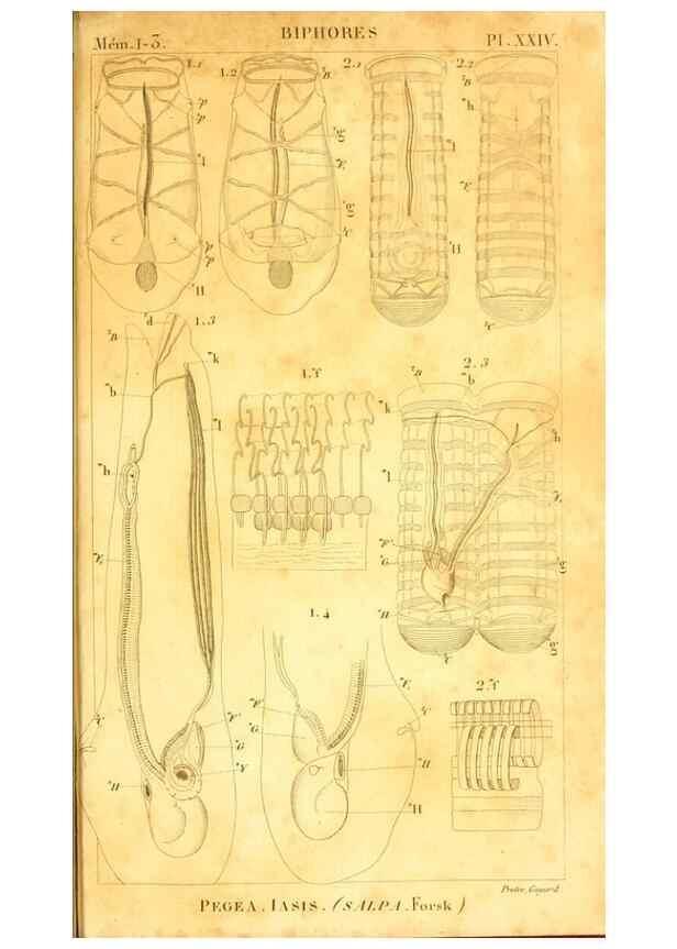 Reproducción/Reproduction 9190241189: Mémoires sur les animaux sans vertèbres /. Paris :G. Dufour,1816.