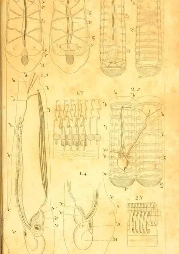 Reproducción/Reproduction 9190241189: Mémoires sur les animaux sans vertèbres /. Paris :G. Dufour,1816.