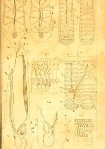 Reproducción/Reproduction 9190241189: Mémoires sur les animaux sans vertèbres /. Paris :G. Dufour,1816.