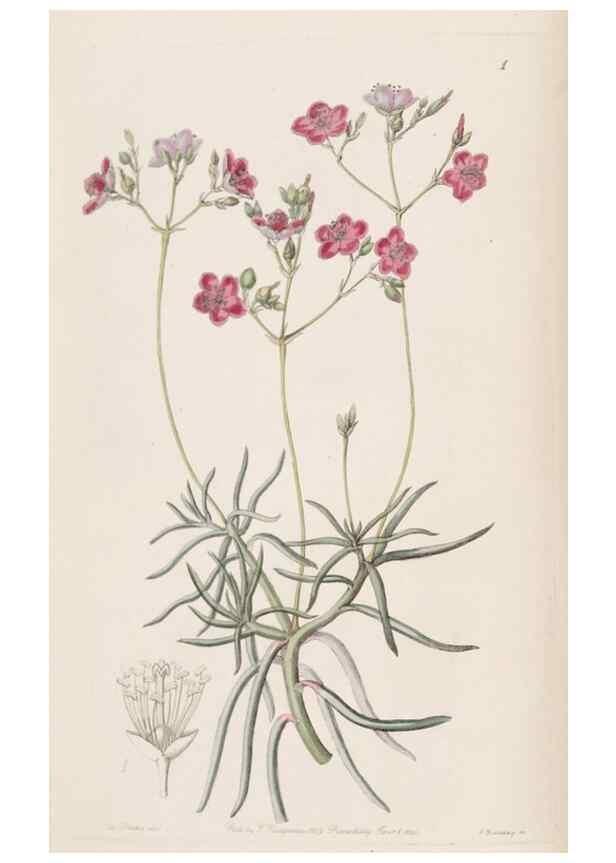 Reproducción/Reproduction 9201012908: Edwards's botanical register.. London :James Ridgway,1829-1847.