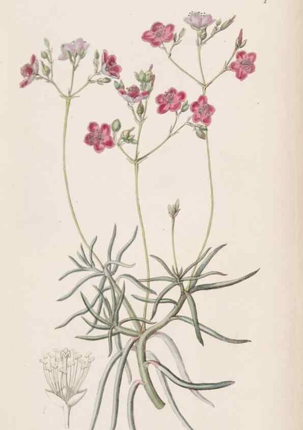Reproducción/Reproduction 9201012908: Edwards's botanical register.. London :James Ridgway,1829-1847.