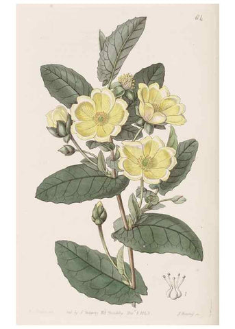 Reproducción/Reproduction 9201077410: Edwards's botanical register.. London :James Ridgway,1829-1847.
