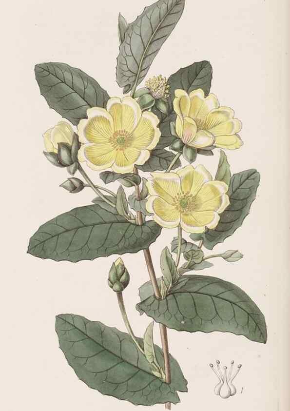 Reproducción/Reproduction 9201077410: Edwards's botanical register.. London :James Ridgway,1829-1847.