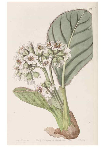 Reproducción/Reproduction 9201078458: Edwards's botanical register.. London :James Ridgway,1829-1847.