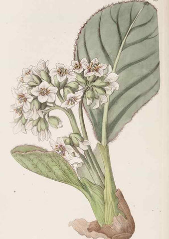 Reproducción/Reproduction 9201078458: Edwards's botanical register.. London :James Ridgway,1829-1847.