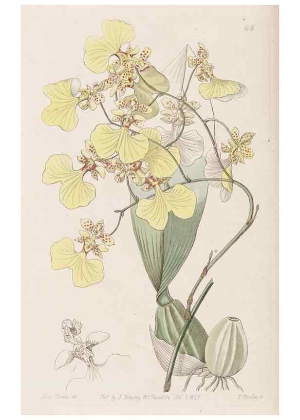 Reproducción/Reproduction 9201079832: Edwards's botanical register.. London :James Ridgway,1829-1847.