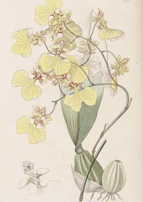 Reproducción/Reproduction 9201079832: Edwards's botanical register.. London :James Ridgway,1829-1847.