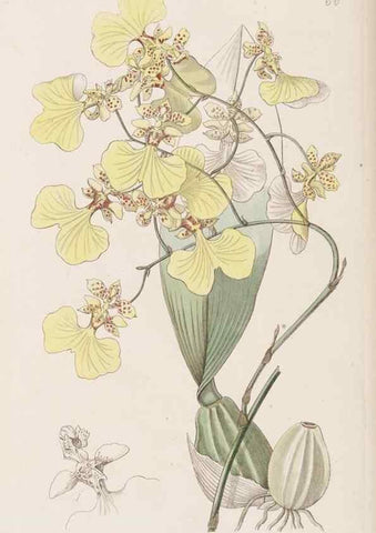 Reproducción/Reproduction 9201079832: Edwards's botanical register.. London :James Ridgway,1829-1847.