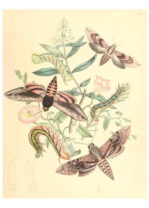 Reproducción/Reproduction 9216531120: British moths and their transformations.. London :W. Smith,1843-45.