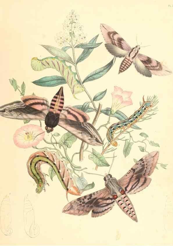 Reproducción/Reproduction 9216531120: British moths and their transformations.. London :W. Smith,1843-45.